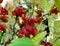 Fruits of the common snowball tree