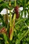 The fruits of corn on the stem. Russia.