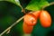 Fruits `Elaeagnus pungens` close-up,Fruit in a beautiful orange-sour forest in Thailand,Elaeagnus latifolia iolated.