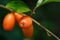 Fruits `Elaeagnus pungens` close-up,Fruit in a beautiful orange-sour forest in Thailand,Elaeagnus latifolia iolated.