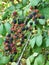 Fruits of elmleaf blackberry