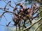 Fruits of evergreen carob