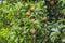 Fruits of Evergreen Sapodilla Tree