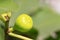 Fruits on fig tree in a orchard