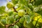 Fruits of figs grow on a green tree. Exotic fruits.