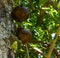 Fruits and flowers of Calabash tree