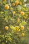 Fruits and flowers of trifoliate orange tree