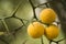 Fruits and flowers of trifoliate orange tree