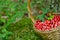 Fruits of forest (berries) in basket