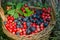 Fruits of forest (blueberries abd cowberries) in basket