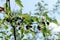 Fruits of a fruit tree, black mulberry in the process of ripening