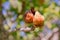 Fruits green fig on the tree with leaves