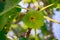 Fruits green fig on the tree with leaves