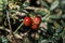 Fruits growing on a green glade, near the mountains. Walking on mountain roads