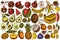 Fruits hand drawn vector illustrations collection. Colored bananas, pears, kiwi etc.