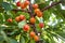 Fruits are hanging on a branch of a cherry tree.