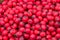 Fruits of Hawthorn ordinary (lat. Crataegus laevigata), background