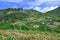 Fruits and highland vegetation and beautiful blue sky sunny day.