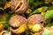 Fruits of horse-chestnut