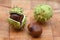 fruits of the horse chestnut tree, Aesculus hippocastanum