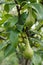 Fruits of immature pears on the branch of tree