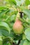 Fruits of immature pears on the branch of tree