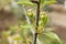 Fruits of immature pears on the branch of tree