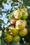 Fruits Infected by the Apple Monilia fructigena