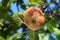 Fruits Infected by the Apple Monilia fructigena