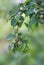 Fruits on the Japanese plum in Japanese `ume ` hang on the branch. Ripens during the rainy season.