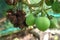 Fruits of Jatropha Curcas