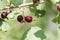 Fruits of a jostaberry bush Ribes ï¿½ nidigrolaria