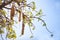 Fruits of Kigelia or sausage tree against blue sky