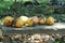 Fruits of King coconut plant with mite disease