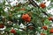 Fruits in the leafage of Sorbus aucuparia