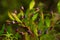 Fruits and leaves of Common Myrtle - Myrtus communis