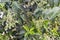 Fruits and leaves of glossy privet (Ligustrum lucidum, Chinese privet or broad-leaf privet) tree