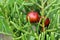 Fruits and leaves of Phoenician juniper (Juniperus phoenicea)