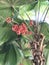 Fruits of Licuala grandis or Vanuatu fan palm or Palas palm