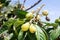 Fruits Of Loquat Growing On Tree. Medlar on the branches of a tree