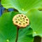 Fruits of the lotus flower Nelumbo, called nuts