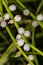 Fruits of the Mistletoe Cactus