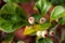 Fruits of a mistletoe fig, Ficus deltoidea