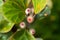 Fruits of a mistletoe fig, Ficus deltoidea