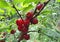 Fruits of the Nanking cherry