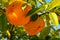 Fruits of an orange variety in a botanical collection.