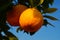 Fruits of an orange variety in a botanical collection.