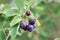 Fruits of a Pacific serviceberry, Amelanchier alnifolia