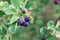 Fruits of a Pacific serviceberry, Amelanchier alnifolia