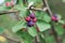 Fruits of a Pacific serviceberry, Amelanchier alnifolia